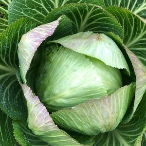 Meet your Posher, Meghan